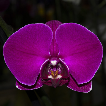 Orchid close up. Striking contrast on a black background. Tiger Muzzle inside.の写真素材