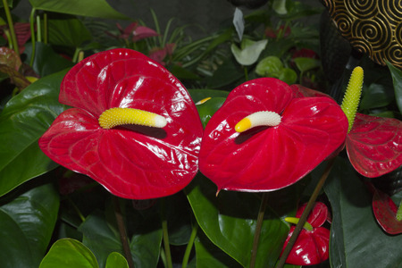 Flowers calla red . Symbolic form in nature.の写真素材