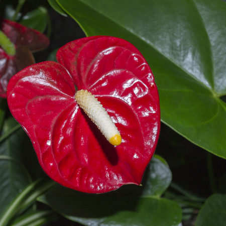 Flowers calla red . Symbolic form in nature.の写真素材