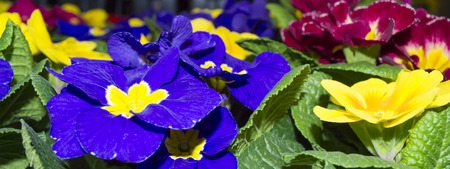 Flower Primrose close up. Selective focus. Natural background.の写真素材