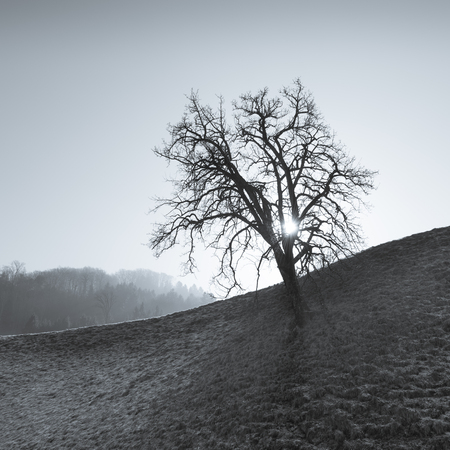 Tree on a hillside in backlit. Sun rays in the branches of a tree.の写真素材