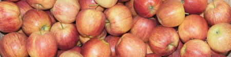 Apples in large quantities scattered in the drawer.の写真素材