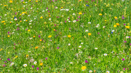 Field with wildflowers. Alpine meadow in the summer.の写真素材