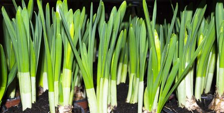 First shoots of a flower.の写真素材