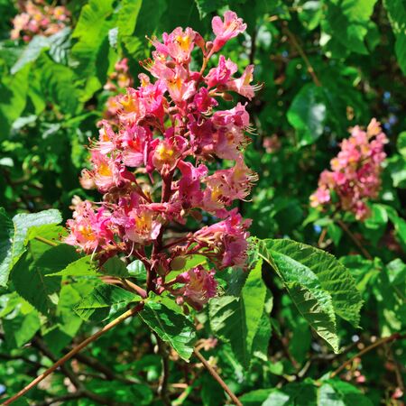 Blooming chestnut tree in the spring.の写真素材
