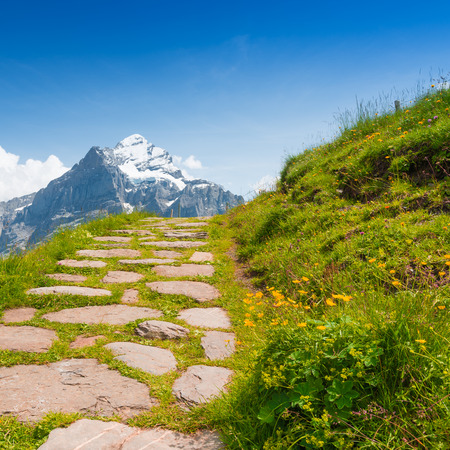 panorama of the Alps and meadows with wild mountain flowers. Region Grindelwald.の写真素材