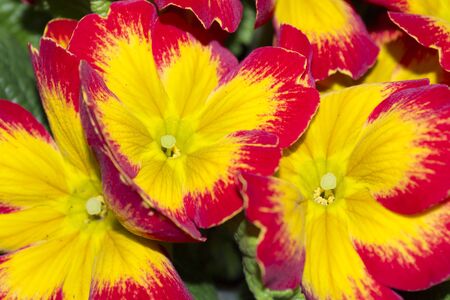 Flower Primrose close up. Selective focus. Natural background.の写真素材