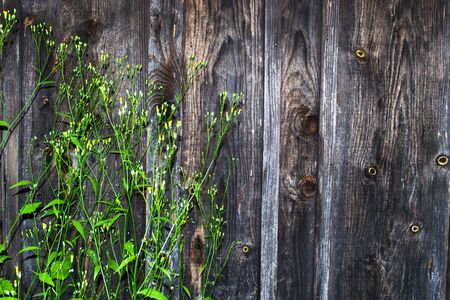 Green leaves and buds dandelion flowers on a background of a wooden wall.の写真素材