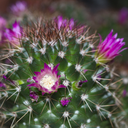 Cactus flowers. Close up. Selective focus.の写真素材