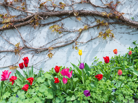 Tulips with dew drops on a leaf bloom brightly on the background of white wall with plants.の写真素材
