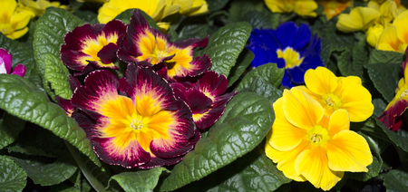 Flower Primrose close up. Selective focus. Natural background.の写真素材