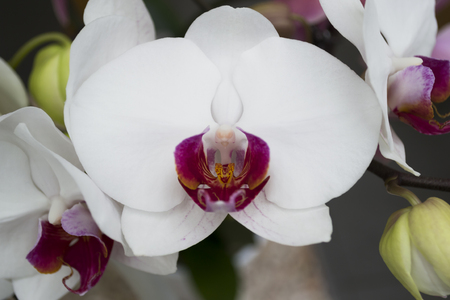 Orchid close up. Selective focus.の写真素材