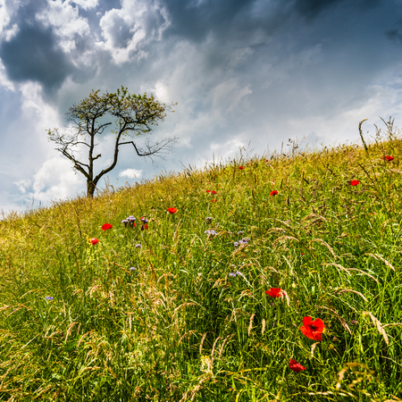 Dynamic summer landscape. Single tree in a field. Storm clouds float across the sky.の写真素材