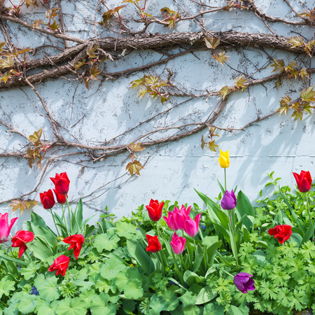 Tulips with dew drops on a leaf bloom brightly on the background of white wall with plants.の写真素材