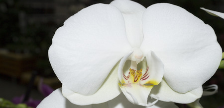 Orchid close up. Selective focus.の写真素材