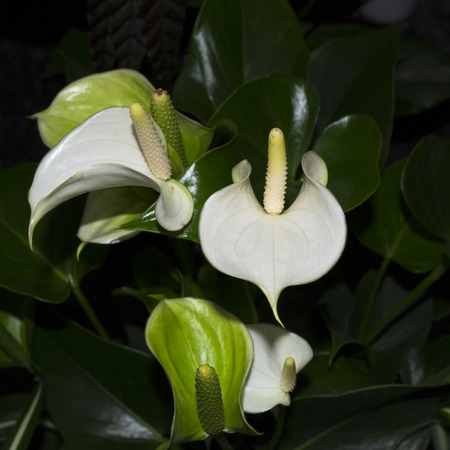 Flowers calla lilies on a black background. Calloideaeの写真素材