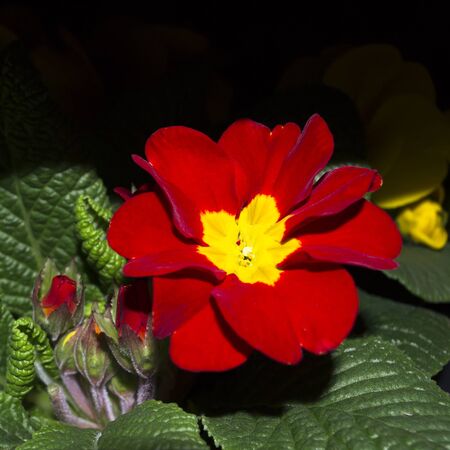 Flower Primrose close up on a black background.の写真素材