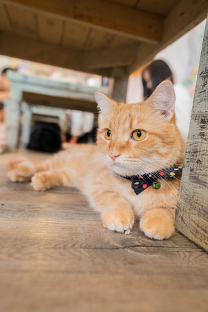 Orange Catの写真素材
