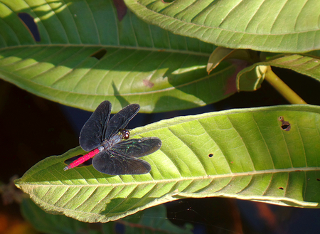 ITS Dragonfly wings drying in the sun while posing on a leaf. Canaima villageの写真素材