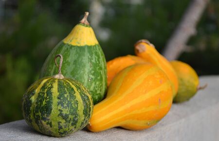 Pumpkin most commonly of Cucubita pepo, often deep yellow to orange in coloration.