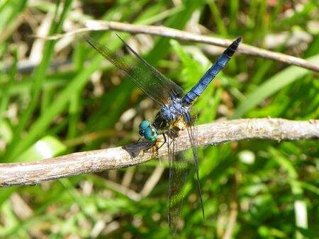 dragonflyの写真素材