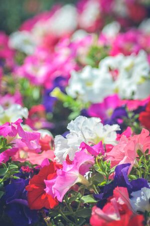 Thai flowers in the garden.の写真素材