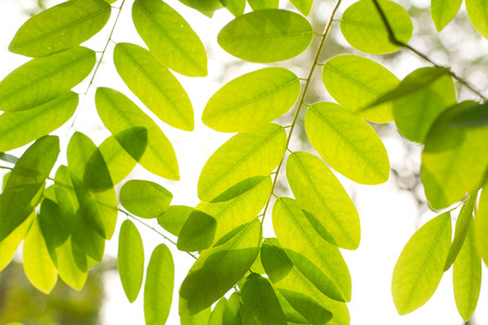 leaves over lightの写真素材