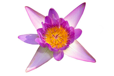 lotus on Isolatedの写真素材
