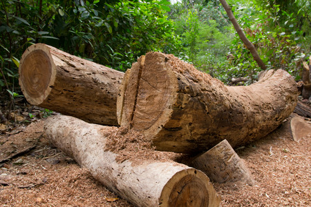 Chopped treesの写真素材