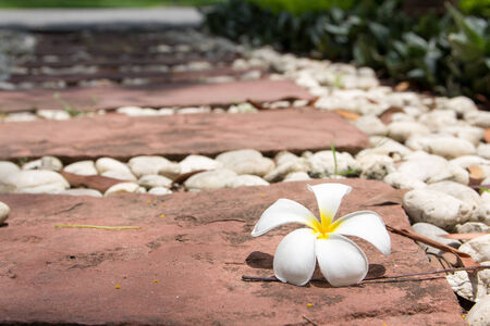 White Flower on stones path garden の写真素材
