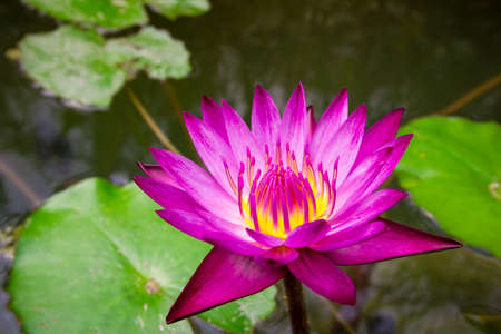 The pink lotusの写真素材