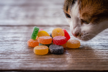 Cute cat and colorful candies on wooden background. Select focus.の写真素材