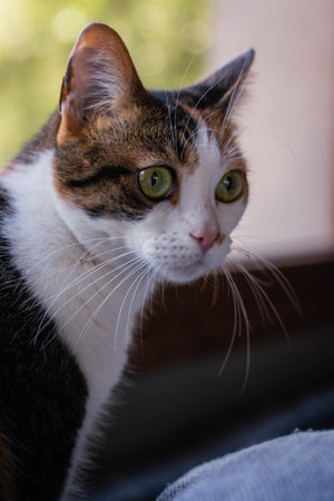 Tricolor cat with green eyes sitting on the windowsill.の写真素材