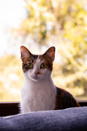 Tricolor cat sitting on the windowsill and looking at the cameraの写真素材
