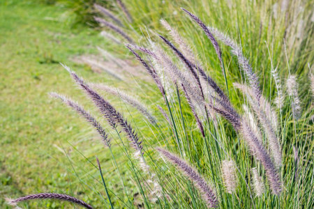 Pennisetum pedicellatum (Feather Grass)の写真素材