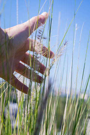 A woman's hand reaches for a spikelet of grass on a background of blue skyの写真素材
