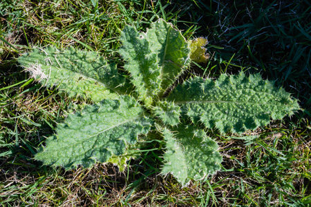 Silybum marianum plant in the meadow, top viewの写真素材