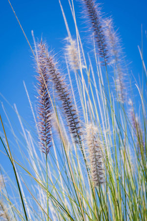 Grass flower on blue sky background. Select focus. nature.