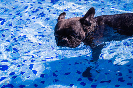 French bulldog swims in a swimming pool on a hot summer day.の写真素材