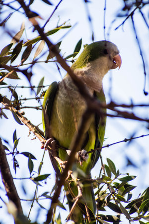 Close up of a ringed parakeet sitting on a tree branch.の写真素材
