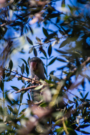 this is a close up of a joey parrot in a treeの写真素材