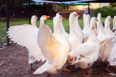 A flock of white geese on a farm. Close-up.の写真素材