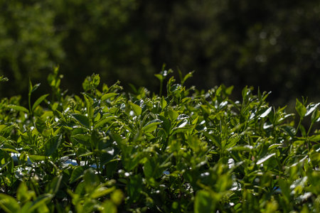 Tea plantation in Chiang Rai province, Thailand. Green tea leaves.の写真素材