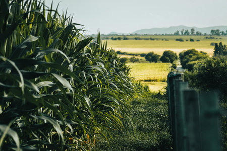Corn field in Chiangmai province, Thailand. (selective focus)の写真素材