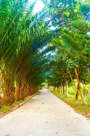 load in park palmの写真素材