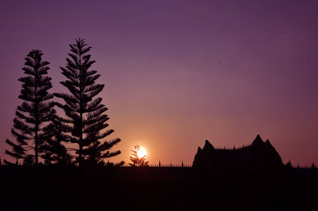 Pine in Park and sunsetの写真素材