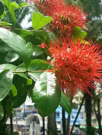 The beautiful red flower in thailand garden.の素材