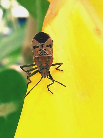 Insect walking on yellow leaf of crown flower tree in garden.の素材