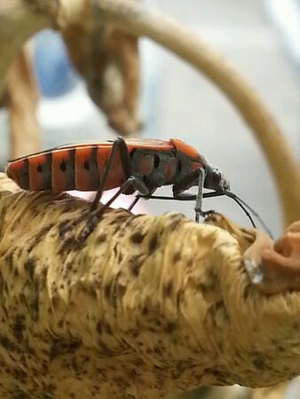 Insect on crown flower tree in garden.
