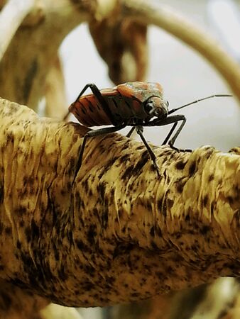 Insect on crown flower tree in garden.の素材